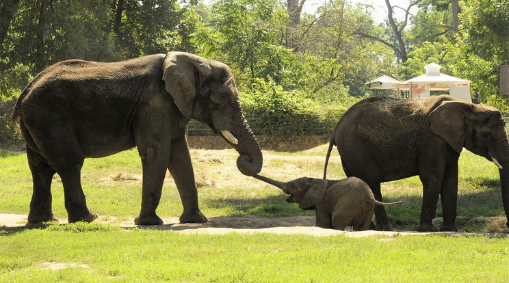 Az elefántapa ha már
megölelni nem is tudja,
legalább meghúzkodja kicsit borja ormányát /Fotó: Nyíregyházi Állatpark