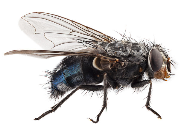 Muchy, komary i kleszcze przenoszą śmiertelne choroby - WHO ostrzega