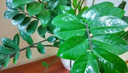 Dlaczego zamiokulkas nie wypuszcza nowych liści? Rozpuszczam to w wodzie i podlewam