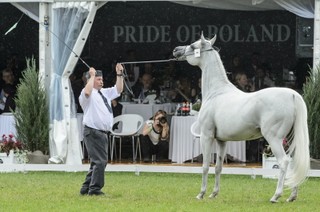 Prezes ANR zlecił audyt dot. aukcji klaczy Emira
