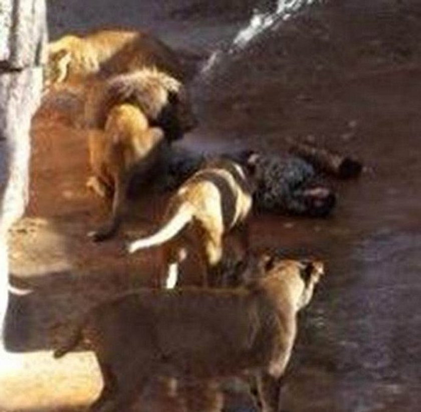 Hiszpan wszedł do zagrody z lwami w barcelońskim zoo