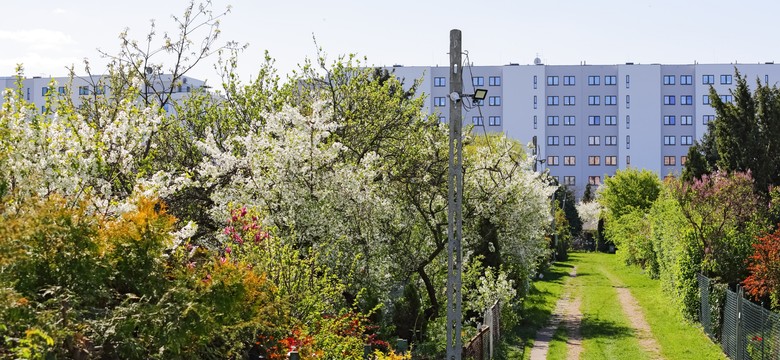 Ogródki działkowe pod młotek. Obietnica okazała się "zagrywką urzędniczą"