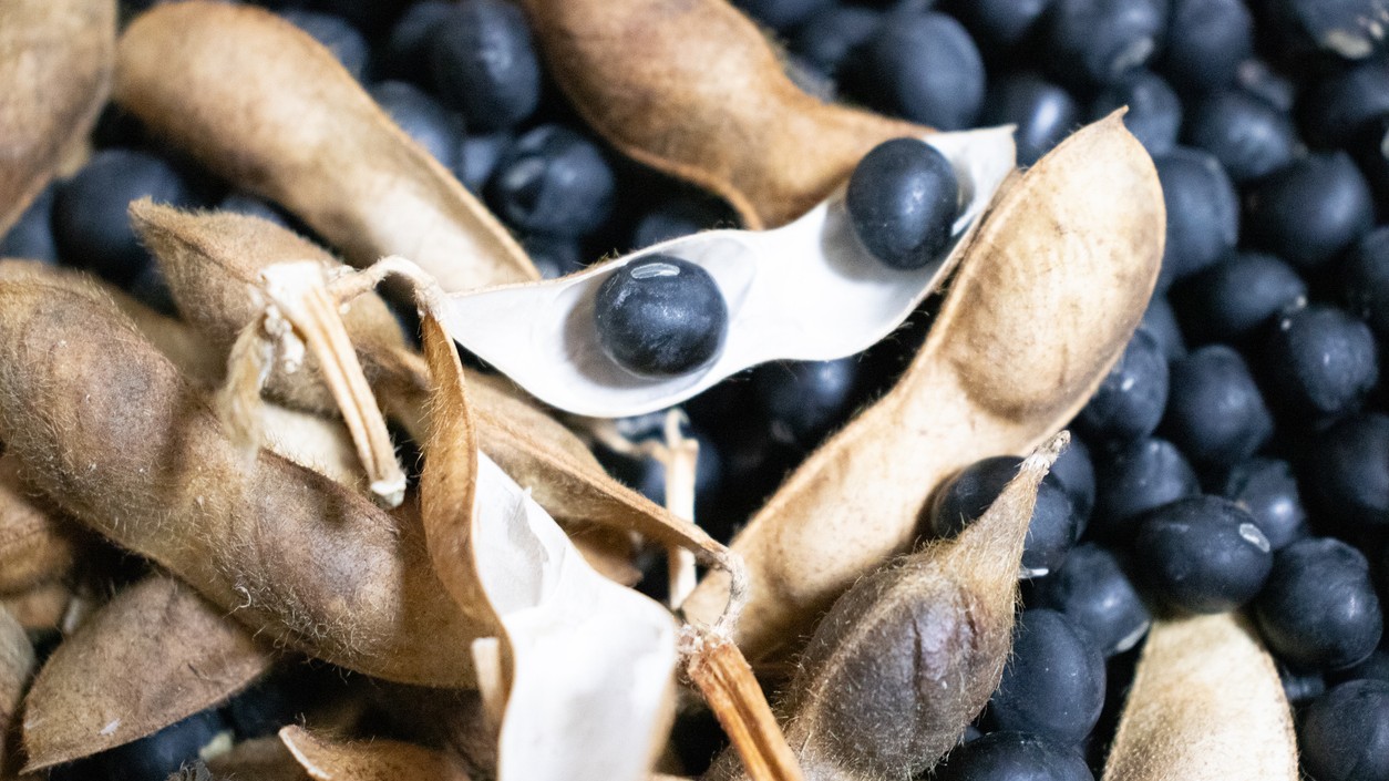 Čierna sója, v Japonsku známa ako kuromame, nie je len exotickou ingredienciou.