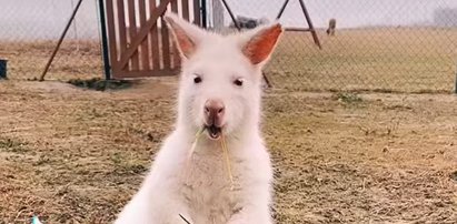 Co za słodziak! Kangurek albinos kicał po ulicach Rzeszowa!