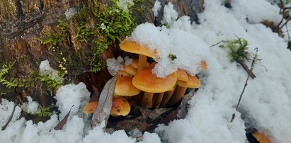 Zbierają grzyby w styczniu. To nie żart! Leśnicy pokazali zdjęcie