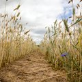 Europejscy rolnicy ostrzegają przed skutkami suszy. "Sytuacja jest najpoważniejsza od 40 lat"