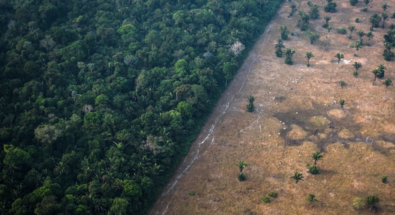 Healthy vegetation sits alongside a field scorched by fire in the Amazon rainforest in 2019.