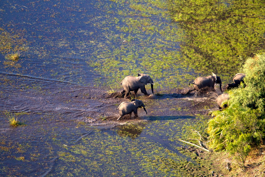 Wysychająca delta Okawangwo jest domem wielu unikalnych ekosystemów.