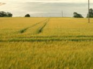 Bieżąca sytuacja na rynkach rolnych