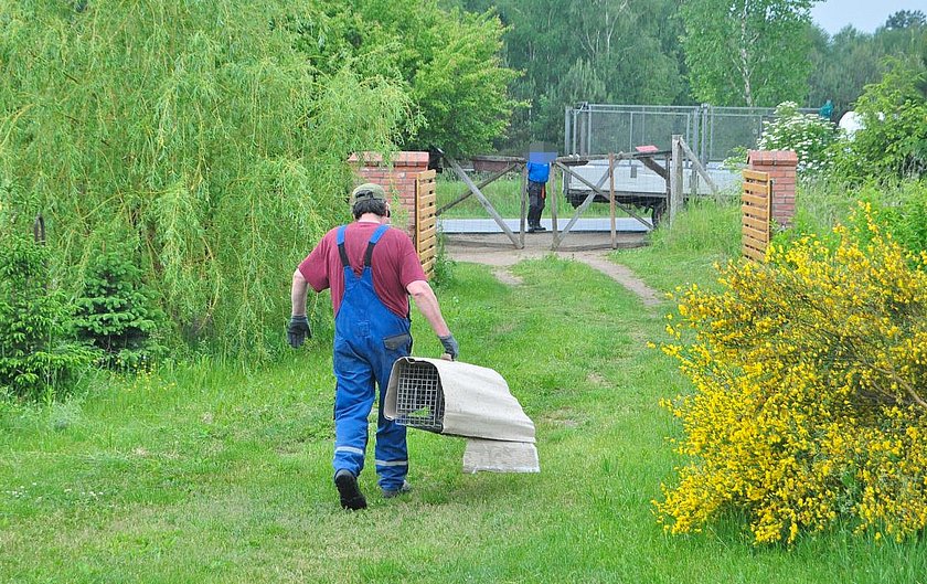 Agresywny kot terroryzował mieszkańców