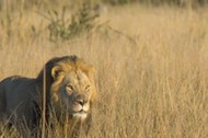 EXCLUSIVE: Two years after Cecil the Lion was killed in a national park in Zimbabwe, sparking intern