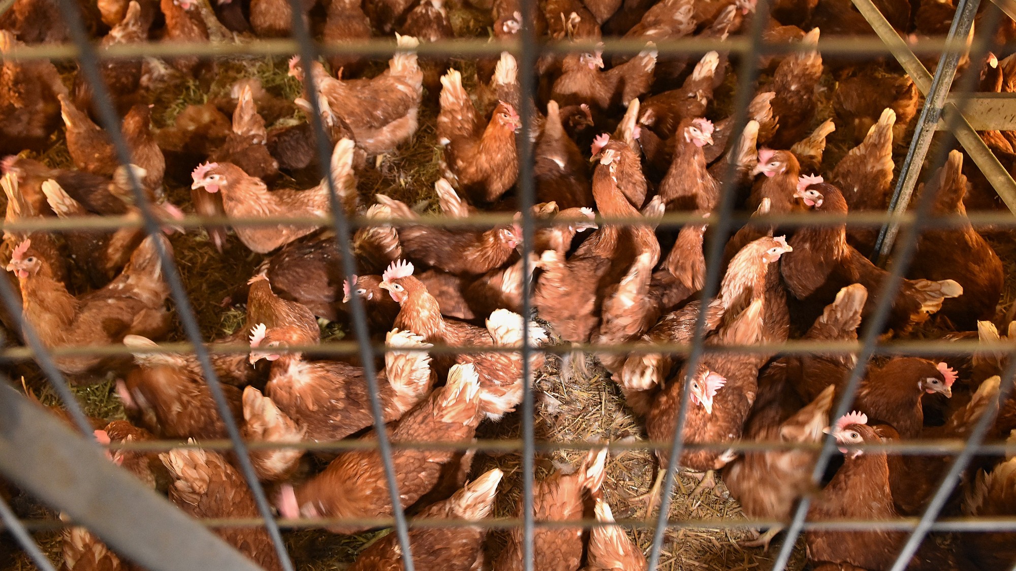 V komerčnom chove nosníc sa potvrdila vtáčia chrípka. (ilustračné foto)