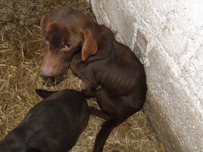 Znasz kogoś, kto bije zwierzęta? Lepiej to przeczytaj