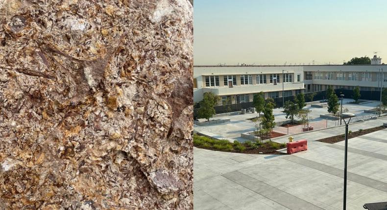 The courtyard of San Pedro High School where millions of fossils were found.Austin Hendy/Courtesy of the Natural History Museums of Los Angeles County