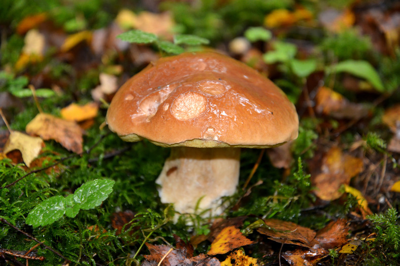 Borowik szlachetny (Boletus edulis Bull.)