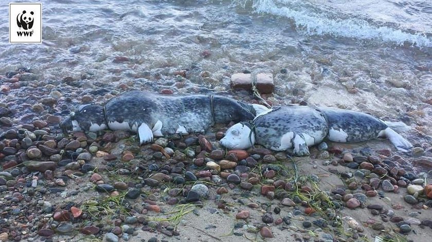 Zmasakrowane zwłoki na plaży. To mogła zrobić tylko bestia