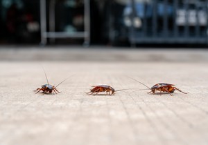 Kako da se rešite bubašvaba bez hemije 