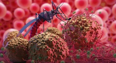 Do you have typhoid or malaria? How to tell the difference