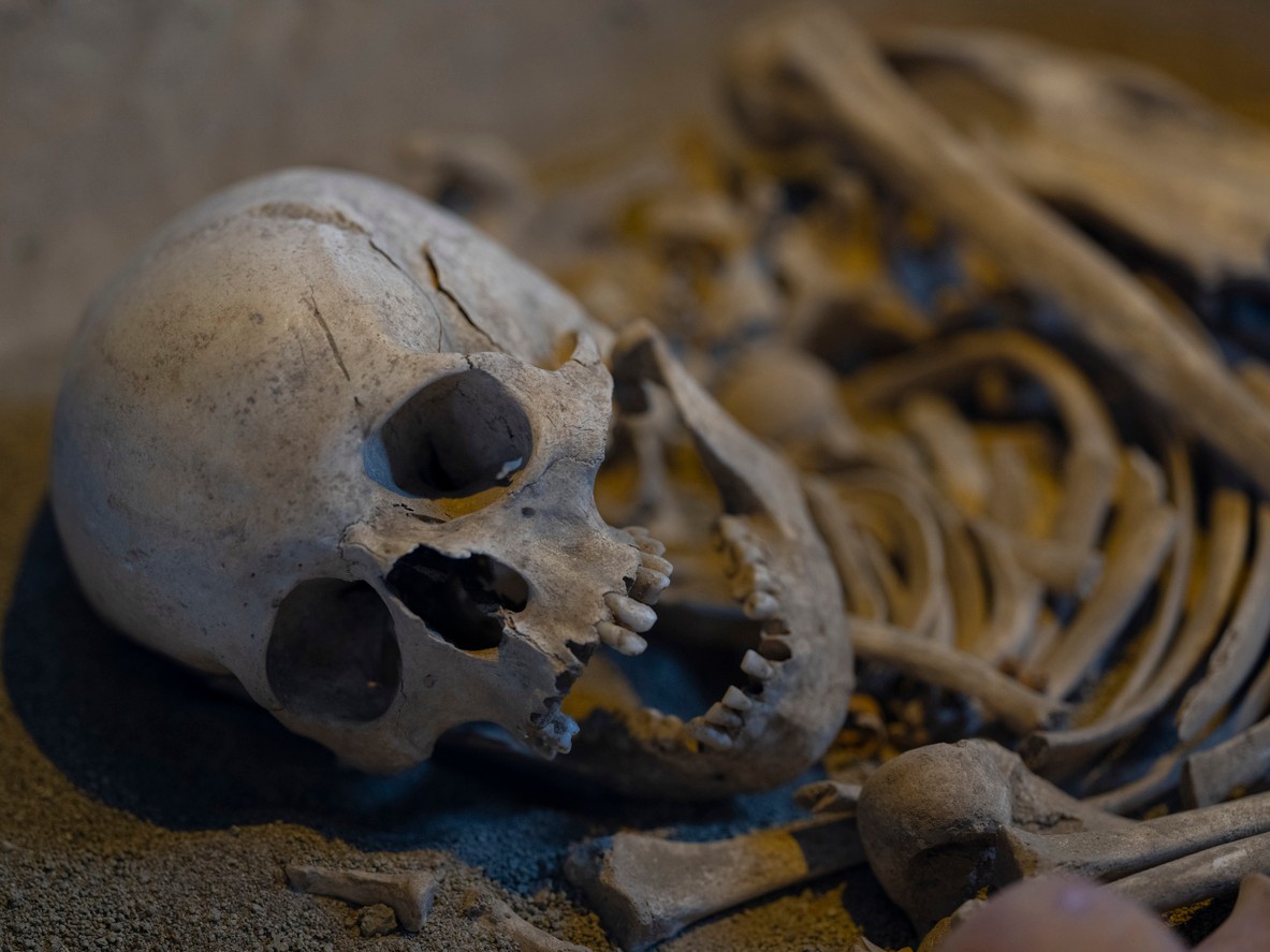 Staroveké ľudské kostrové pozostatky s viditeľnou lebkou vystavené v archeologickej expozícii múzea Omniverse v holandskom Haagu. Nový výskum lebiek starých približne 5 000 rokov z egyptského pohrebiska Abydos odhalil stopy vážnych poranení, ktoré podporujú hypotézu o rituálnom zabíjaní služobníkov prvých egyptských panovníkov. (Ilustračný obrázok)