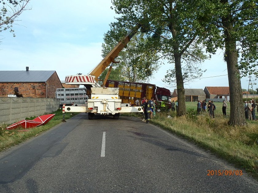 Strażacy ganiali świnie po wsi