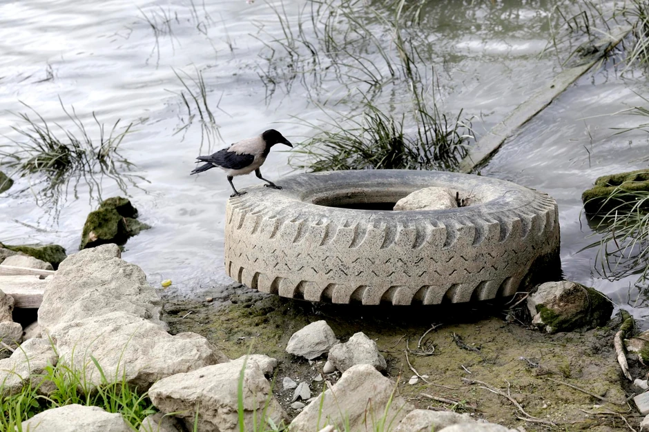 Gume o drugo đubre u Dunavu nisu retka slika