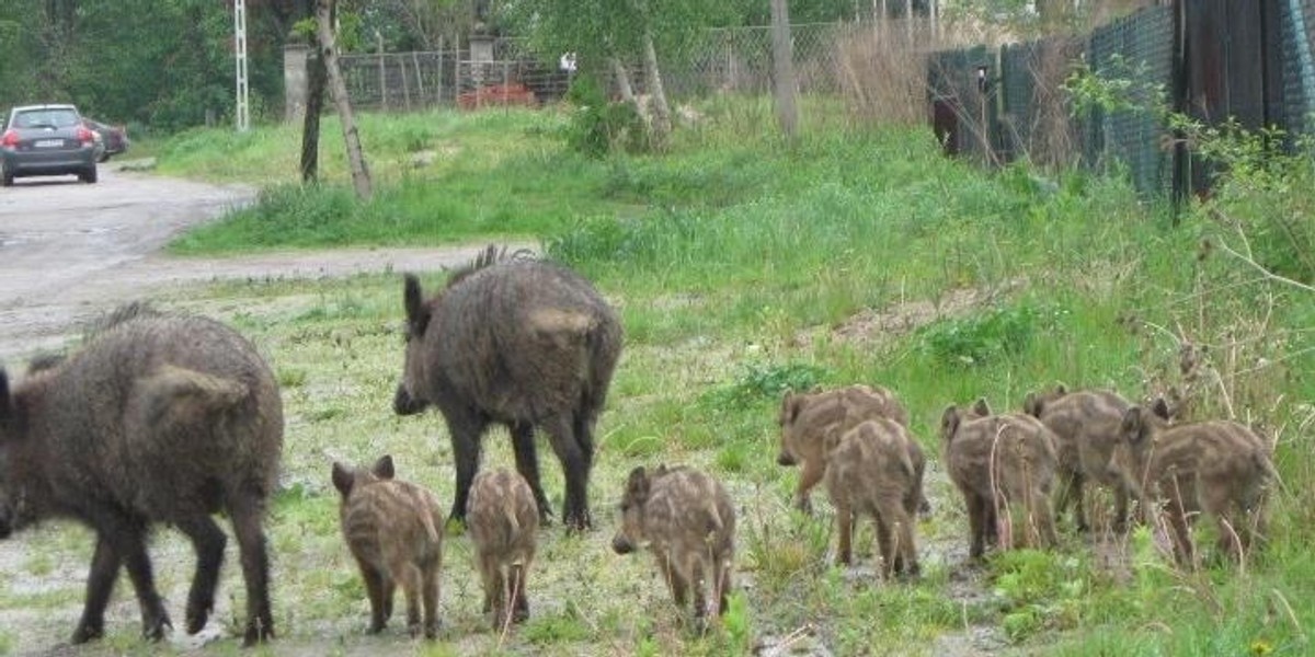 Zrelaksowana rodzina dzików zwiedza Zgierz