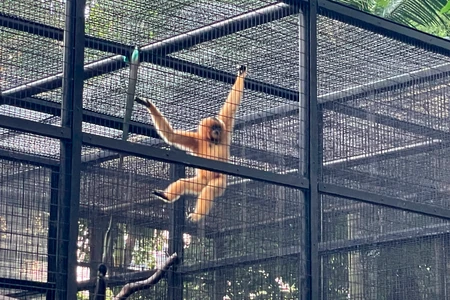 Misteriozne smrti majmuna u zoo vrtu u Hong Kongu