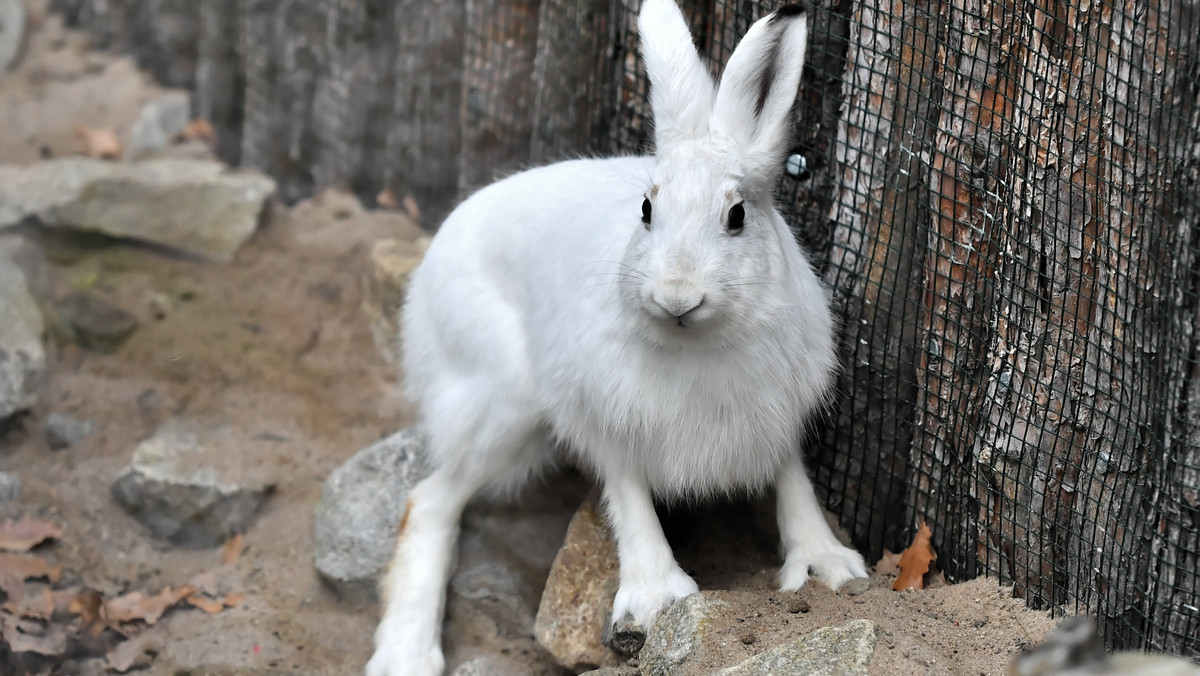 Zając bielak w zoo we Wrocławiu. Jest zagrożony wyginięciem