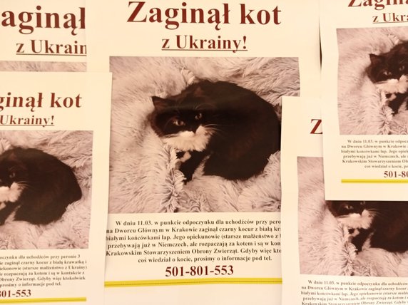 Po czterech dniach od zaginięcia kot został znaleziony