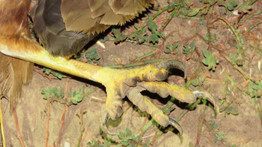 Keresik a rendőrök a Pest megyei szörnyet: negyvenhét madarat mészárolt le egy ismeretlen tettes