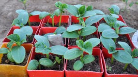 Kiedy siać ogórki w domu na rozsadę? Termin najważniejszy, aby mieć wczesne i obfite zbiory