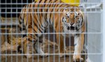 Wielka radość w poznańskim zoo! Jest decyzja ws. uratowanych tygrysów