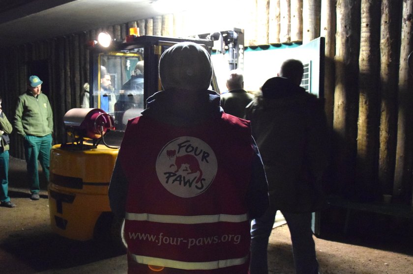 Poznańskie Nowe Zoo ma dwa nowe misie! W azylu dla niedźwiedzi zamieszkały Ewka i Gienia