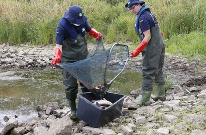 Ile martwych ryb znaleziono w Niemczech? W końcu jest odpowiedź