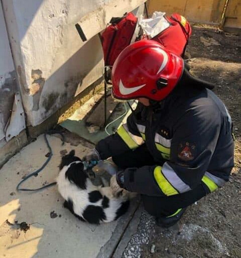 Tragedia pod Zamościem. Przeżył tylko pies