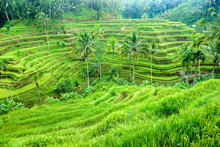 14. miejsce: Ubud w Indonezji