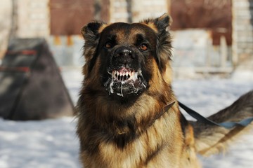 Veszettség tünetei: figyelem, csak lappangási időben gyógyítható!