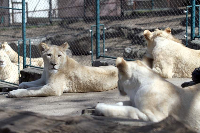 Lavovi zoo vrt