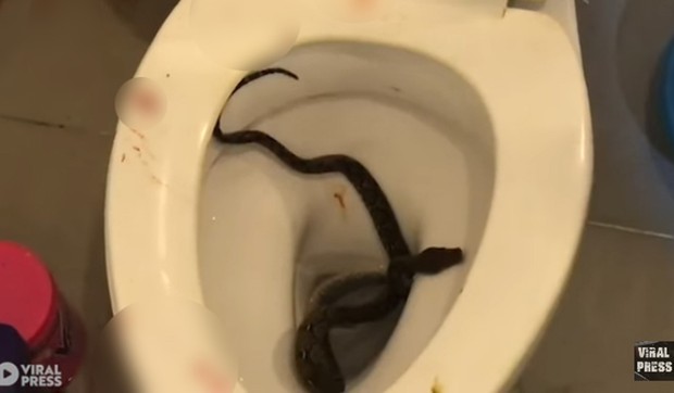 zmija foto Youtube Viral Press