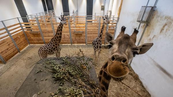 Budynek nowej żyrafiarni pozwala obcować z tymi pięknymi zwierzętami także w chłodniejszych porach roku  