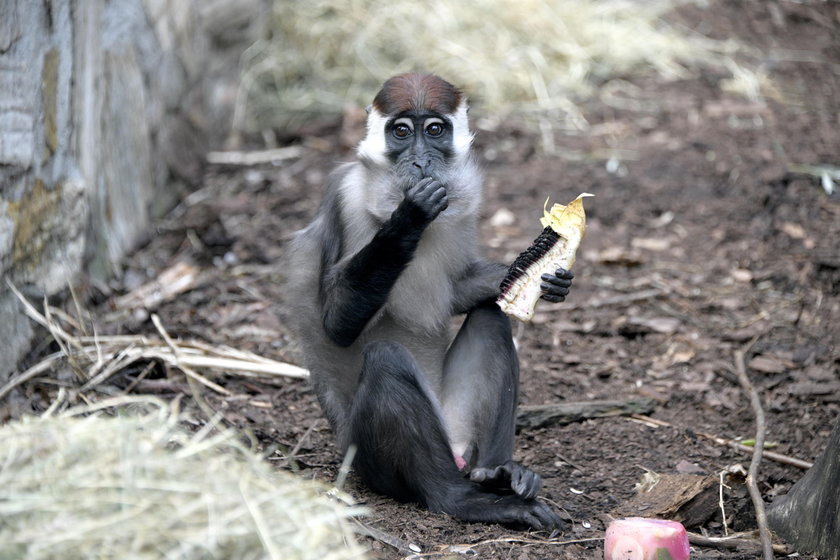 Potrzebne wsparcie dla zoo