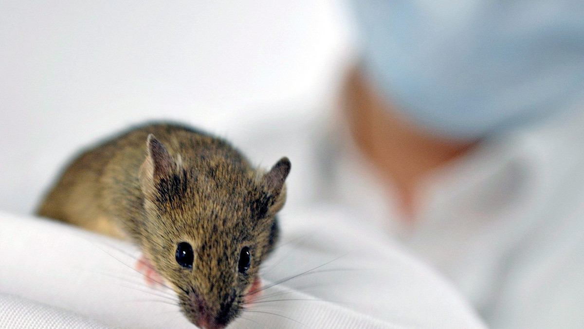 Koktajl aminokwasów - budulec białek - może przedłużyć życie myszy o 12 procent. Czy będzie równie skuteczny dla ludzi?