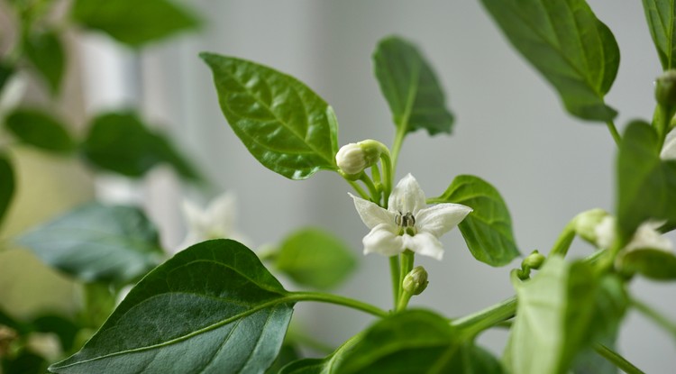 Megháromszorozhatod a paprika termésedet, ha így teszel Fotó: Getty Images