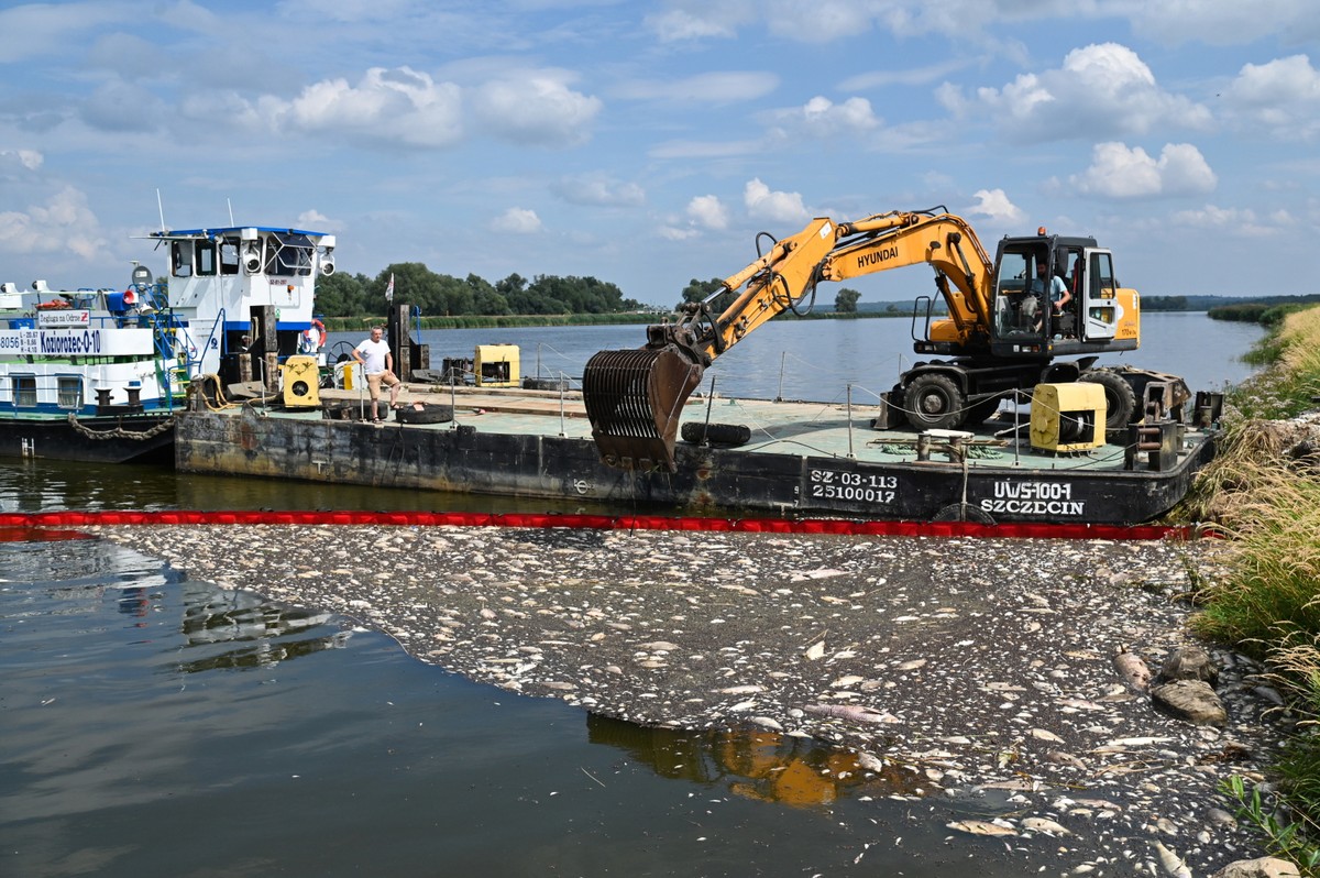 Akcja usuwania martwych ryb w Krajniku Dolnym