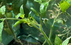 W sierpniu ogławiamy pomidory, papryki i dynie. Co to znaczy?