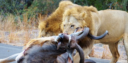 Lwy zagryzły antylopę na oczach turystów!