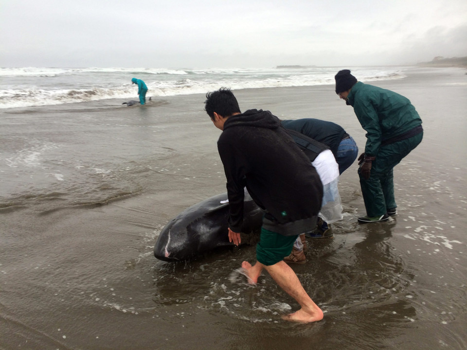 JAPAN NATURE ANIMALS DOLPHINS RESCUE (About 150 dolphins stranded on Japan coast )
