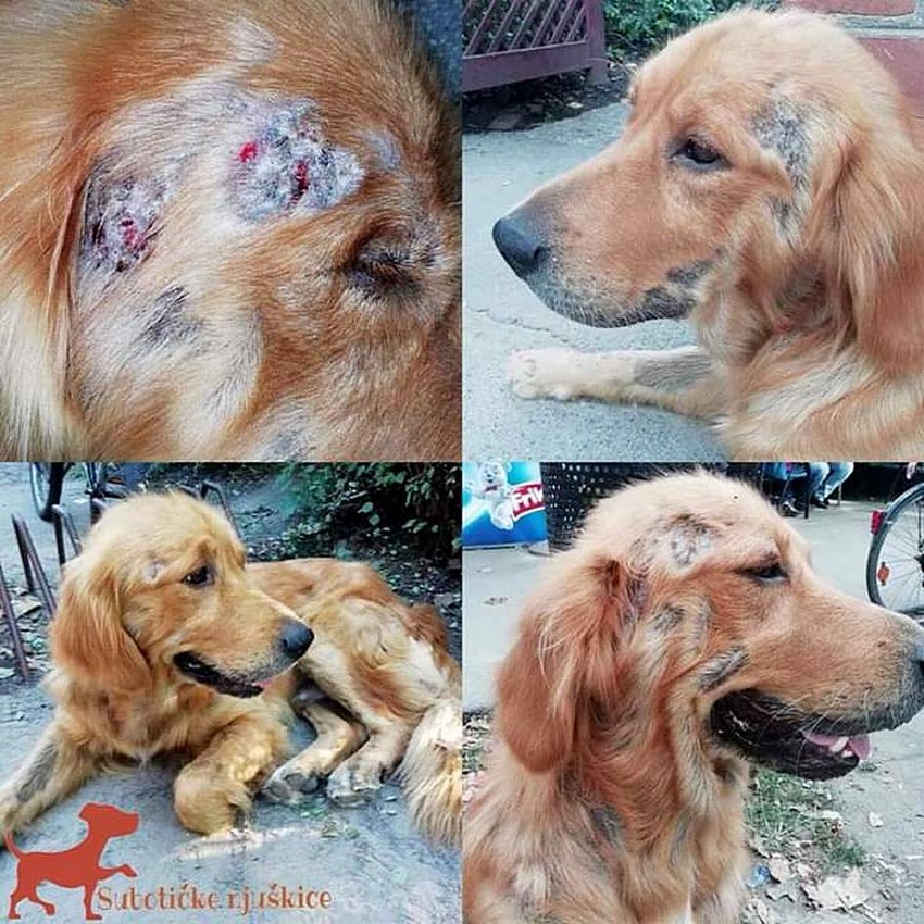 Dodo je isto bio bolestan, kada je pronađen