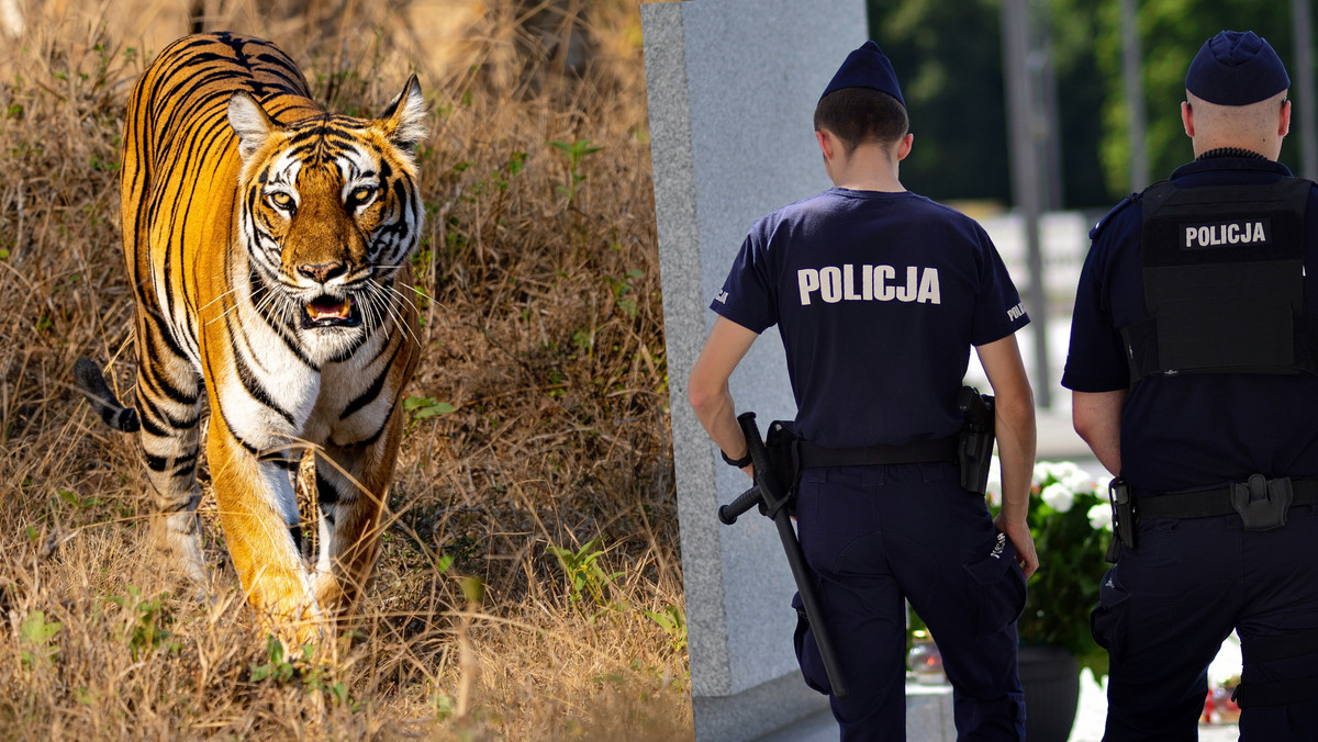 Tygrys uciekł na Tarchominie. Dramat podczas "warszawskiego safari"