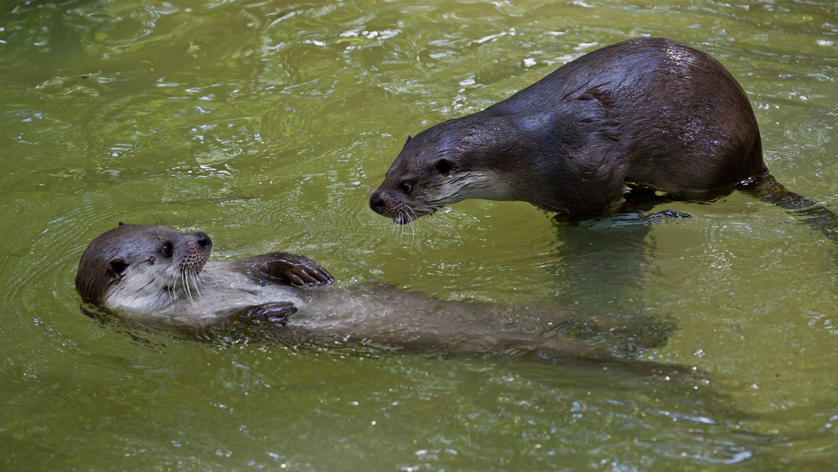 Naukowcy zbadali dietę wydr żyjących w Drawieńskim Parku Narodowym. Okazało się, że występuje w niej głowacz białopłetwy - gatunek rzadki, objęty częściową ochroną. Jeśli wydrom udaje się go upolować, oznacza to, że w Drawie i jej dopływach jest on dość liczny - mówi specjalista ds. ochrony przyrody.